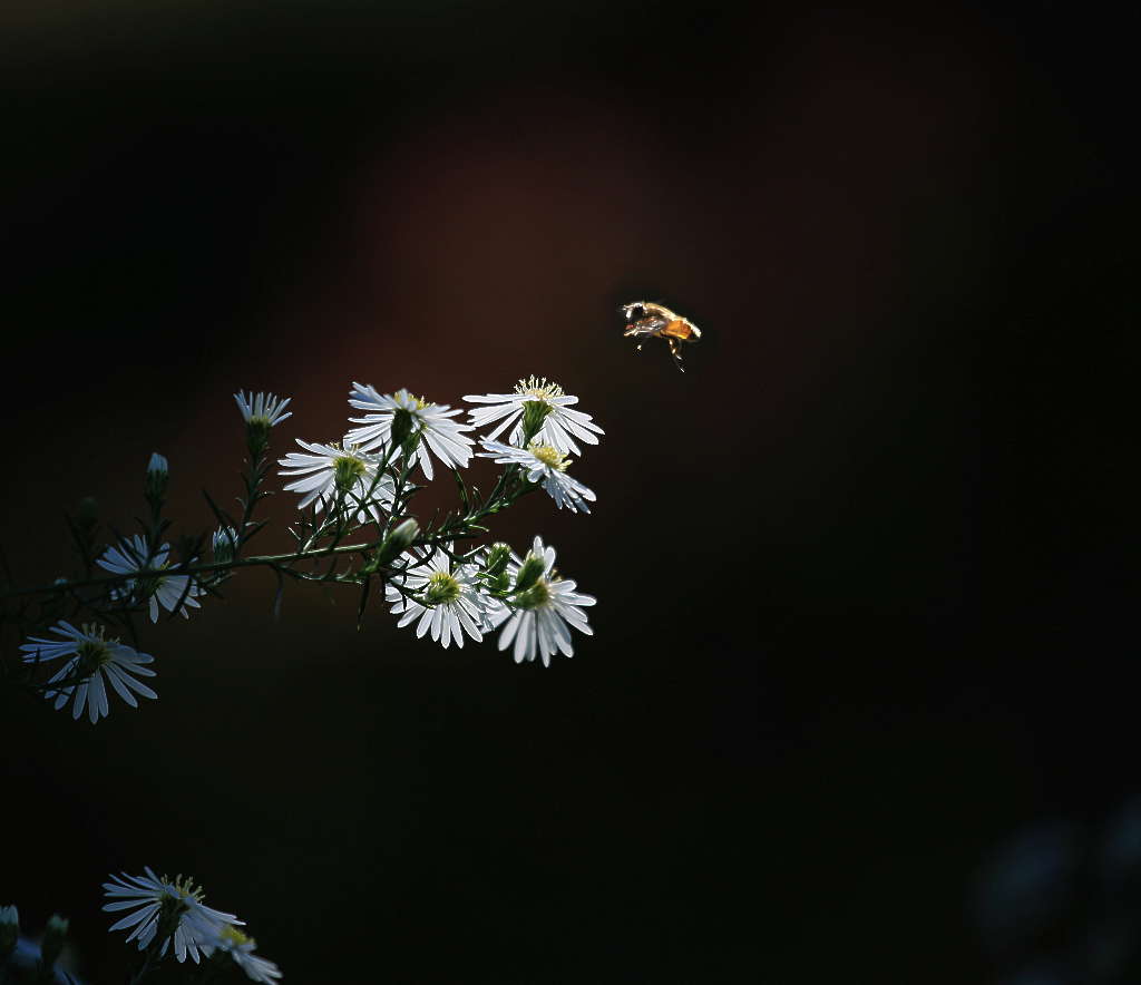 秋菊 摄影 三人