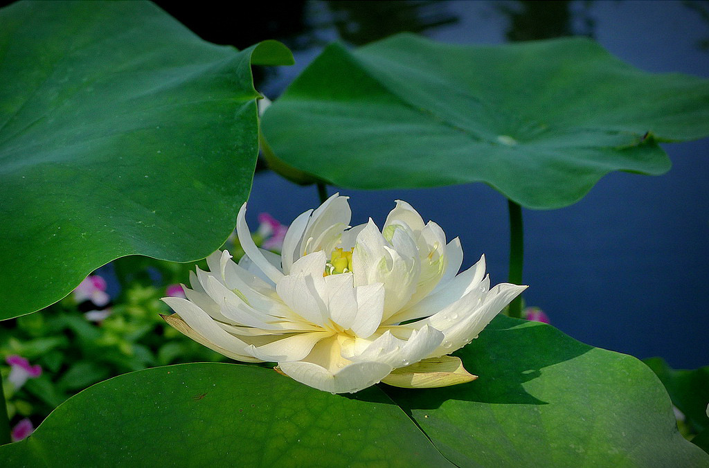 白莲花 摄影 孤山梅云