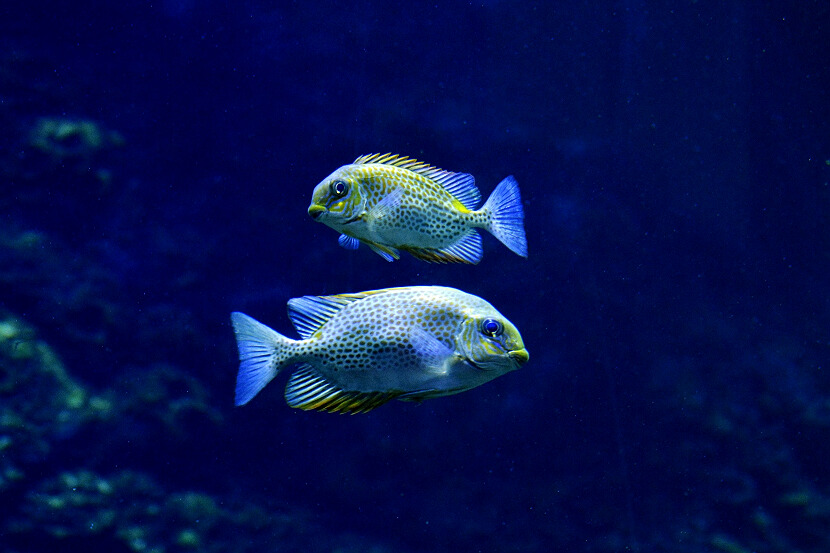 水族世界！ 摄影 伟城