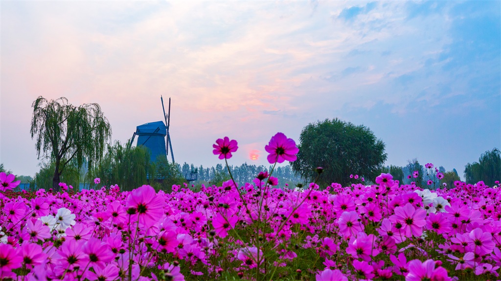 花海烂漫 摄影 平安阁