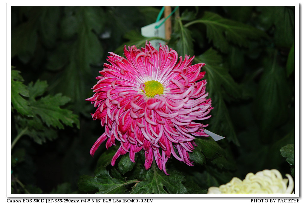 秋菊 摄影 facezyf