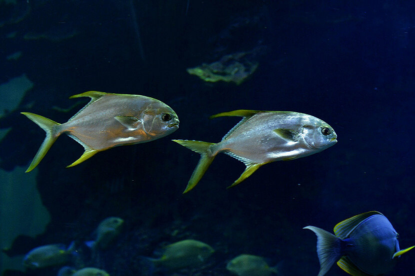 水族世界！（5） 摄影 伟城