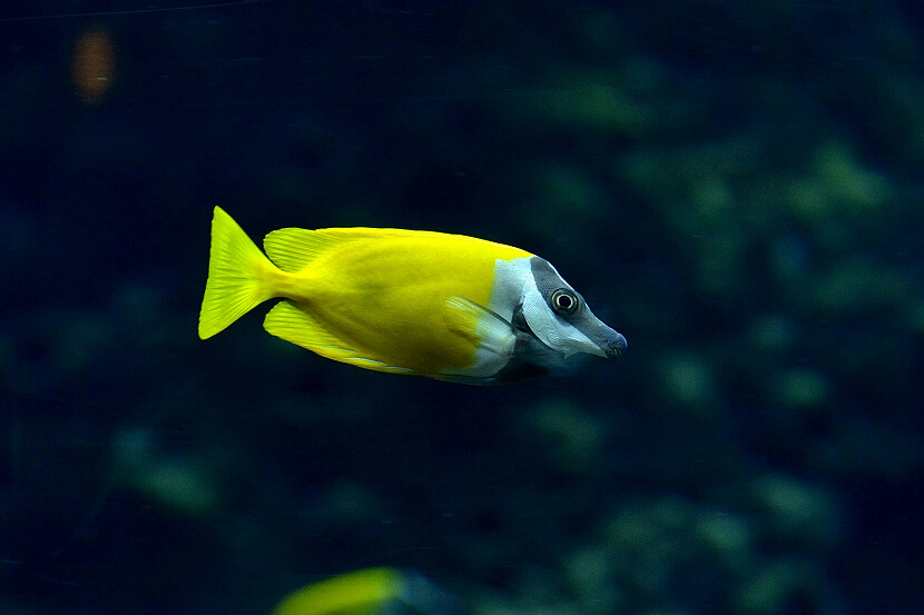 水族世界！（6） 摄影 伟城