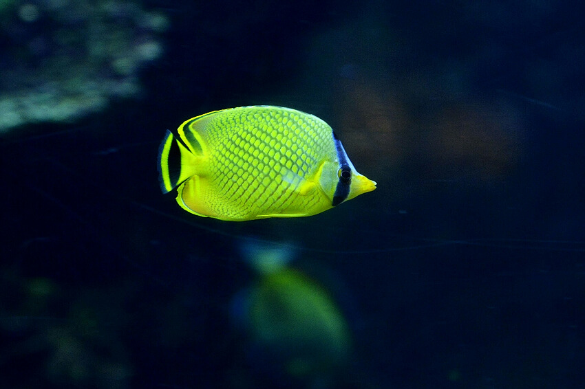 水族世界！（7） 摄影 伟城