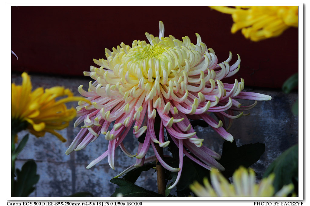 秋菊 摄影 facezyf