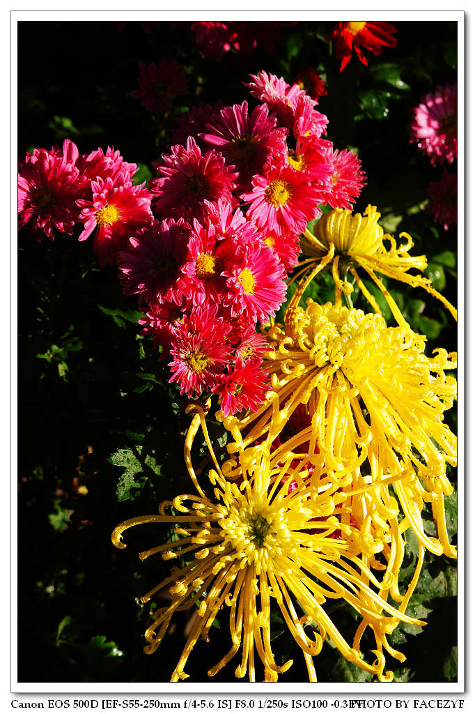 秋菊 摄影 facezyf