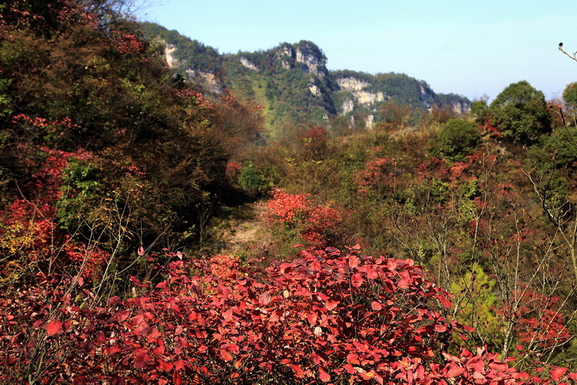 山羊村红叶    3 摄影 冰之炫