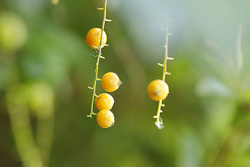 黄果子2 摄影 独品63