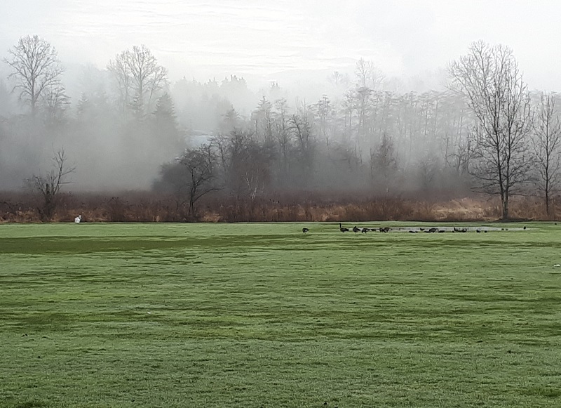 Burnaby Lake 晨跑 #1 摄影 徒手流浪