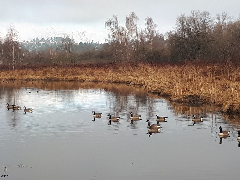 Burnaby Lake 晨跑 #2 摄影 徒手流浪