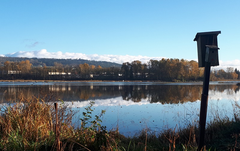 Burnaby Lake 晨跑 #4 摄影 徒手流浪