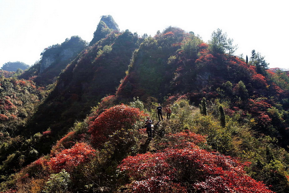 山羊村红叶   7 摄影 冰之炫