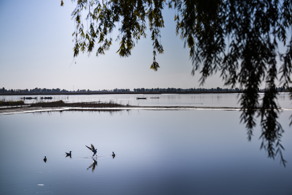 沙漠中的湿地 摄影 yangguanga