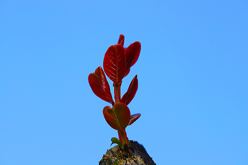 行走乡村:嫩芽长枝头1 摄影 独品63