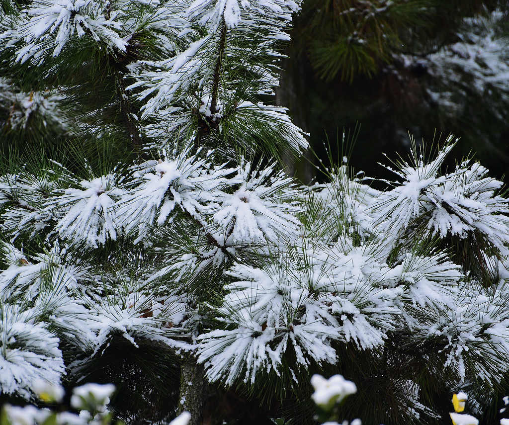 青岛的雪中青松 摄影 qdzp