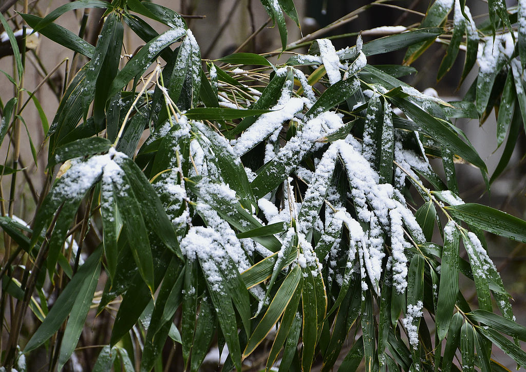 青岛的雪竹图 摄影 qdzp