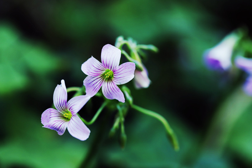 行走乡村:红花酢浆草 1 摄影 独品63