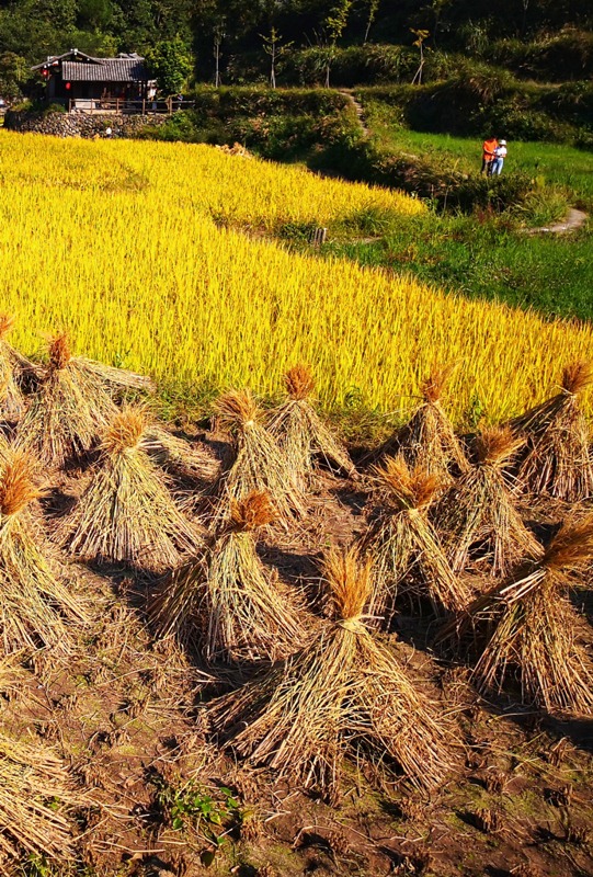 丰收 摄影 gufanyuanyin