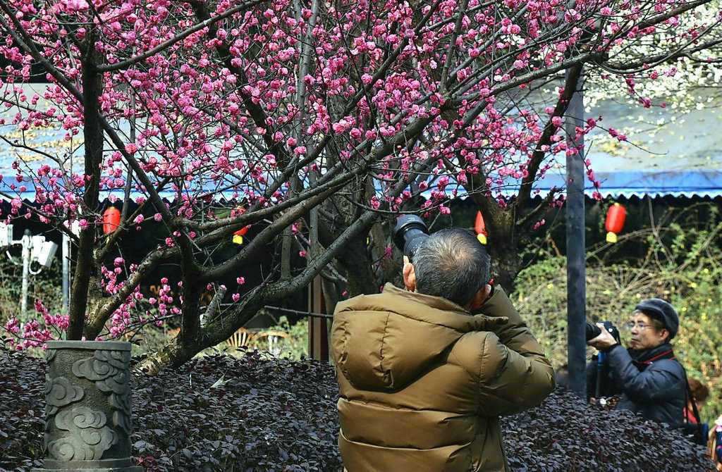 红梅花开------ 摄影 竹林居