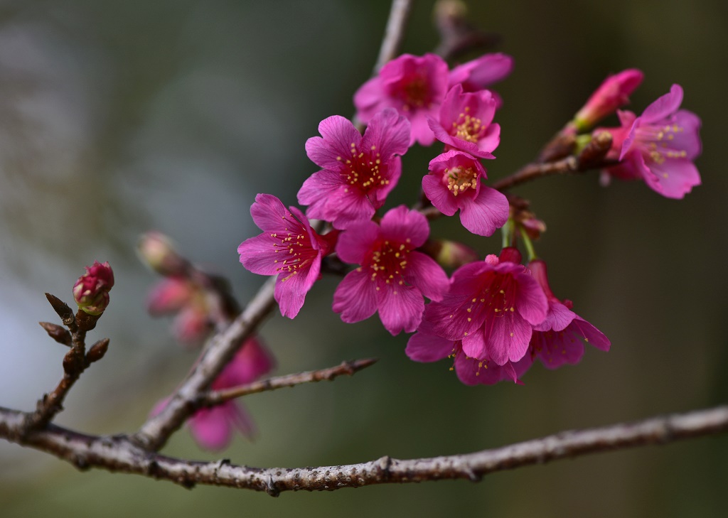 樱花怒放 摄影 高坎先生