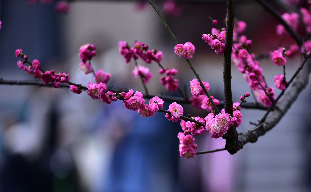 春节重庆一 摄影 高坎先生