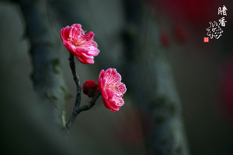 春风又红梅花面 摄影 sunrainpla