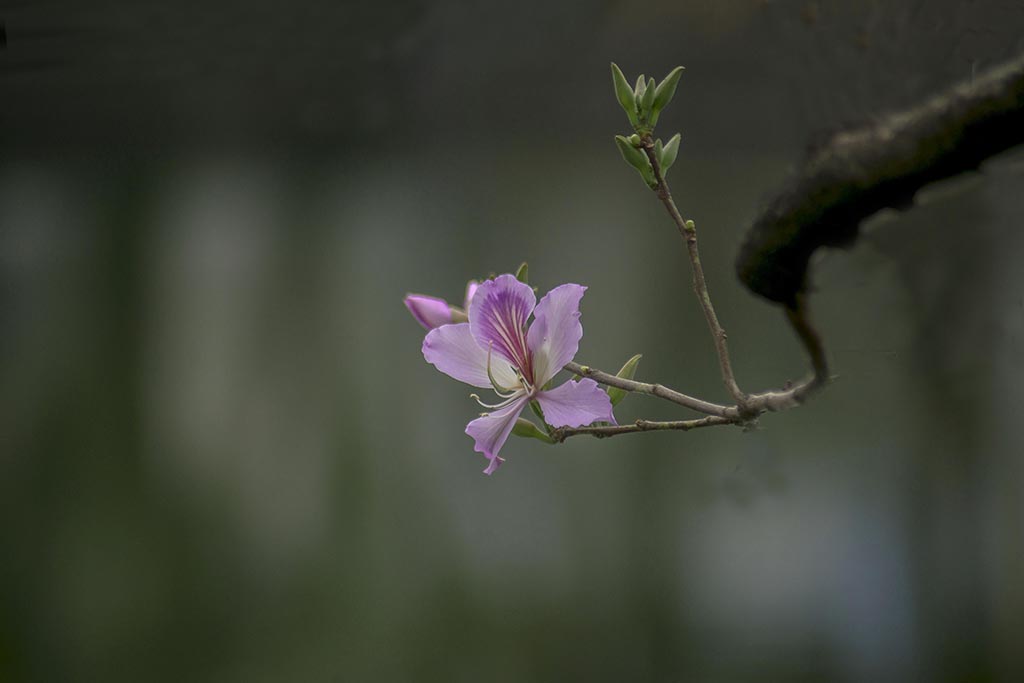 流花湖风光 摄影 lingsu