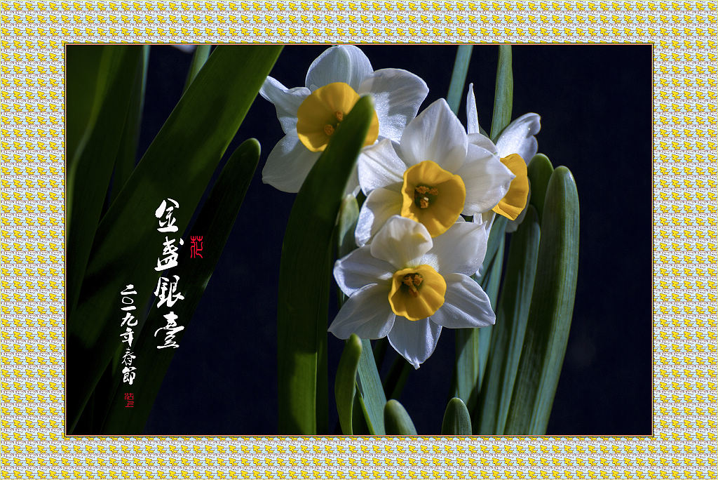 水仙花 9   金盏银台 摄影 cza