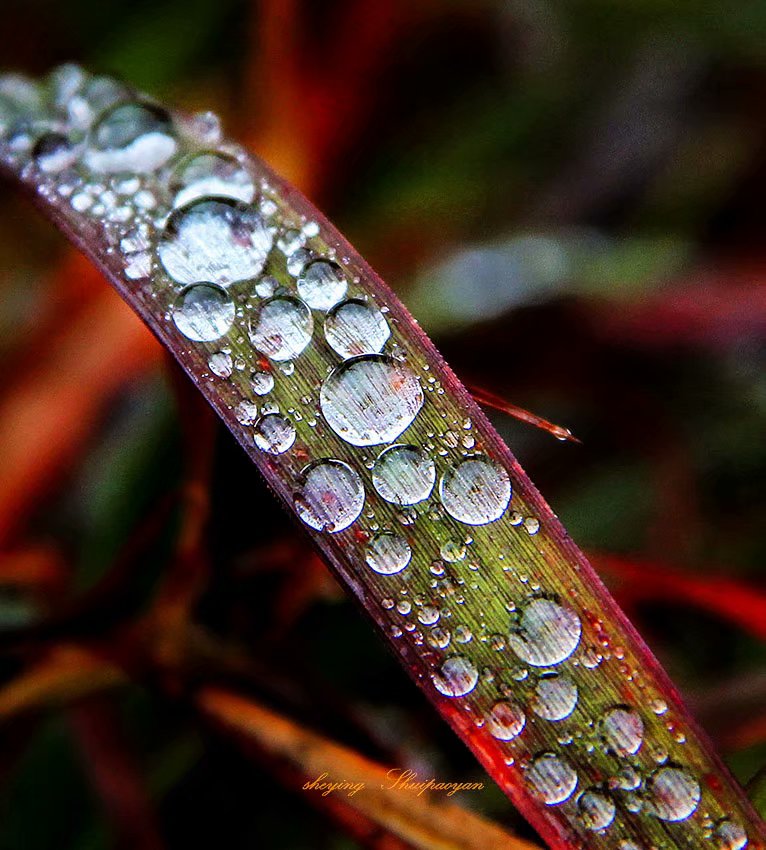 草窝里的珍珠 - 1 摄影 水泡眼