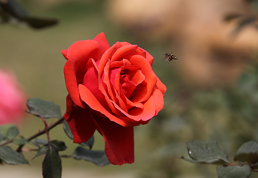 蜂花恋 摄影 日仔a