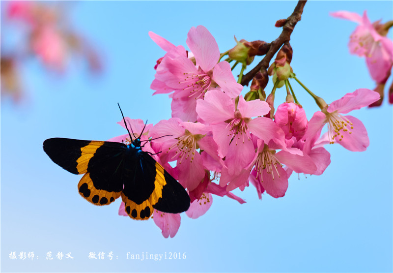 蝶 舞 樱 花 摄影 范静义