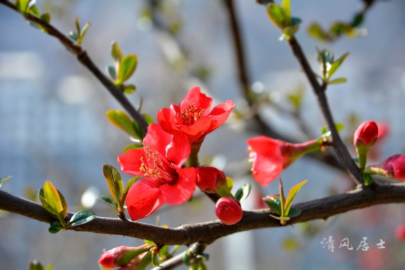 花 摄影 清风居