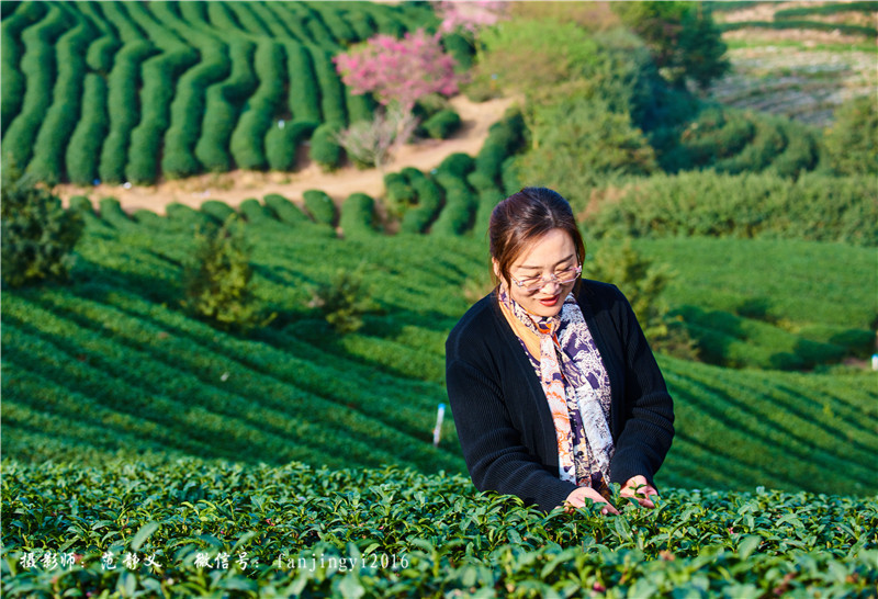 永 福 茶 园 摄影 范静义