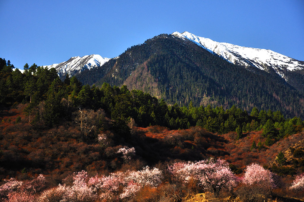 梦回林芝（6） 摄影 云顶山鹰