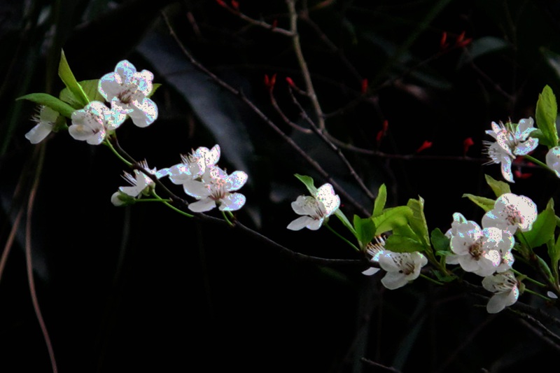 小花花 摄影 天地山水