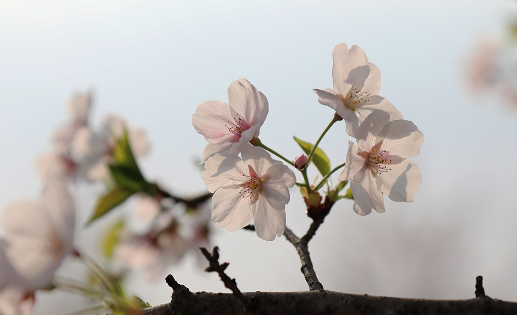 闹春 摄影 gufanyuanyin