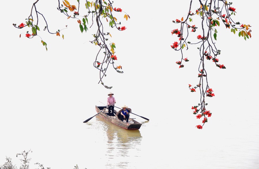 水乡红棉 摄影 林艺