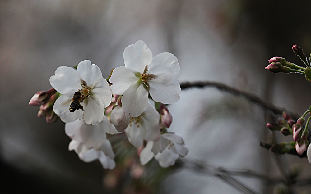 樱花与蜜蜂 摄影 松雪