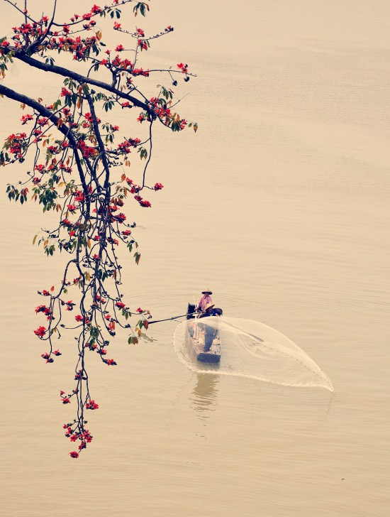 水乡红棉 摄影 林艺