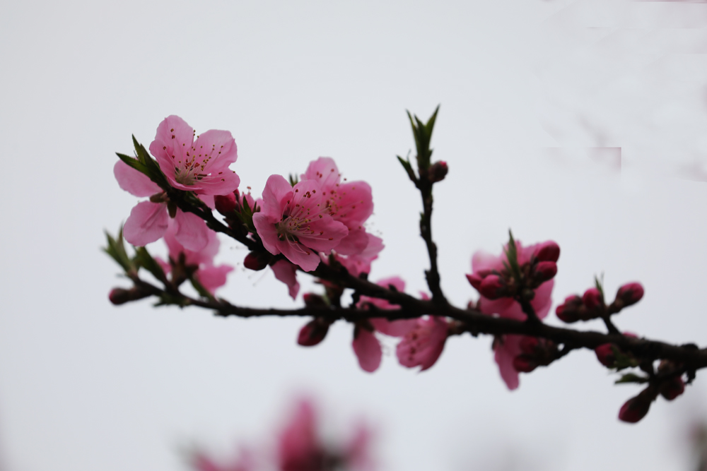 桃花争春 摄影 松雪