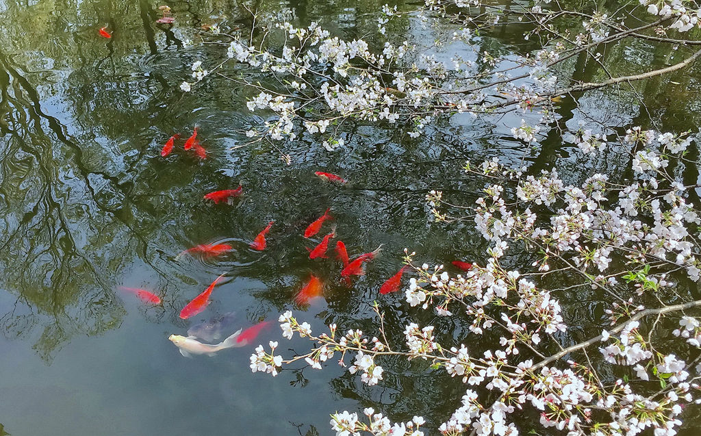 樱花季 摄影 孤山梅云