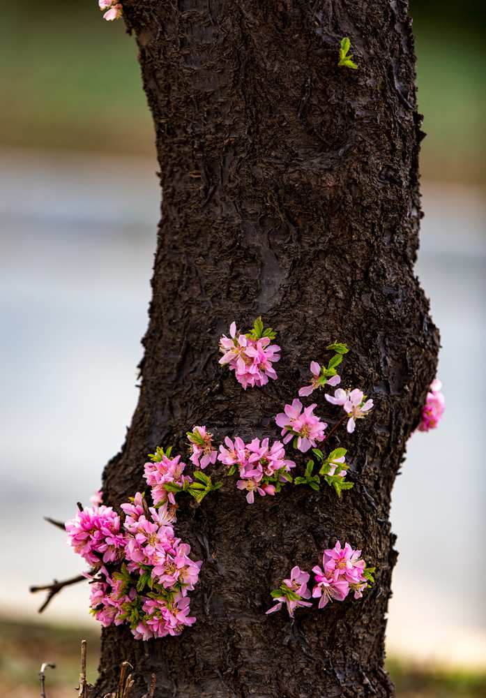 又到春暖花开时 摄影 bzwyc