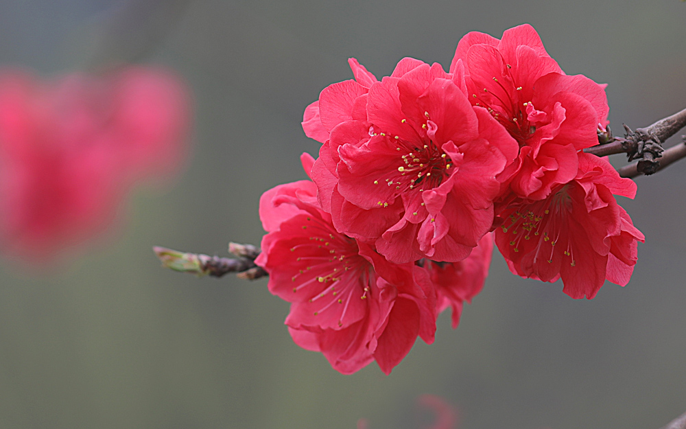 桃花红 摄影 松雪