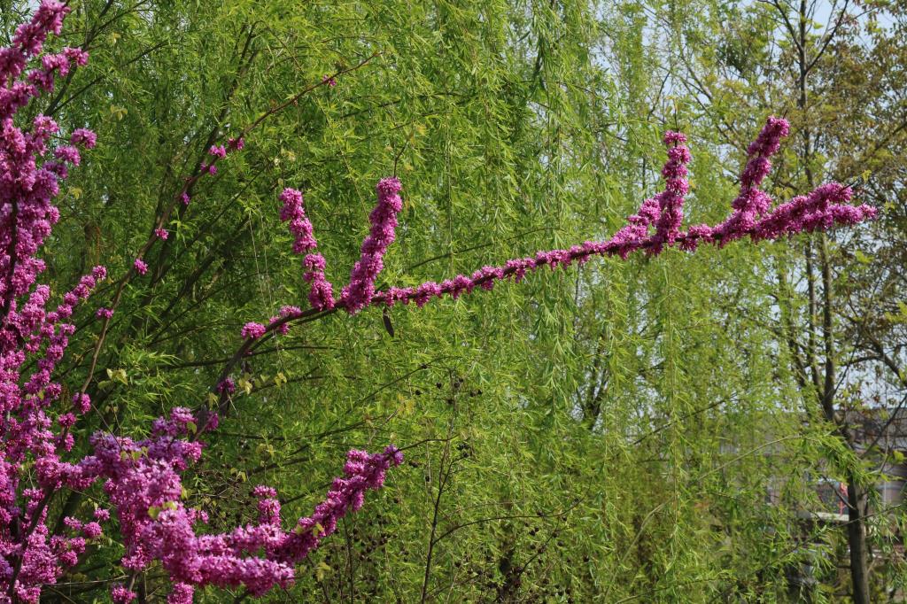 《春花烂漫》（一） 摄影 西西里