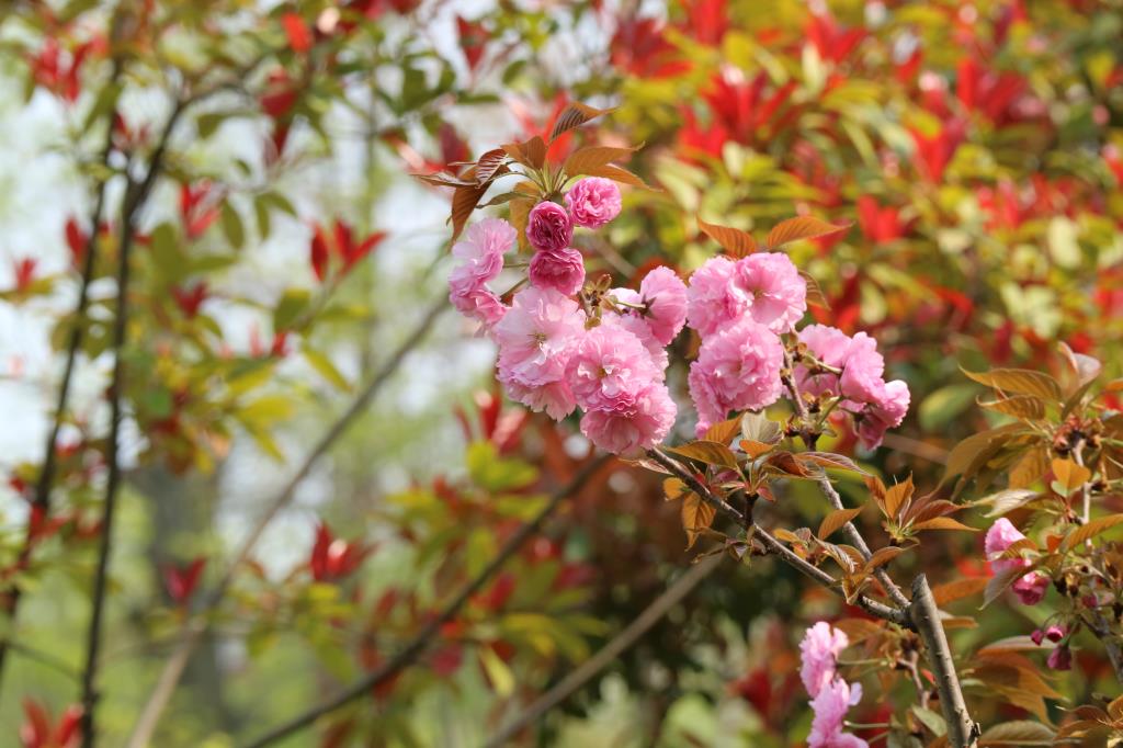 《春花烂漫》（二） 摄影 西西里