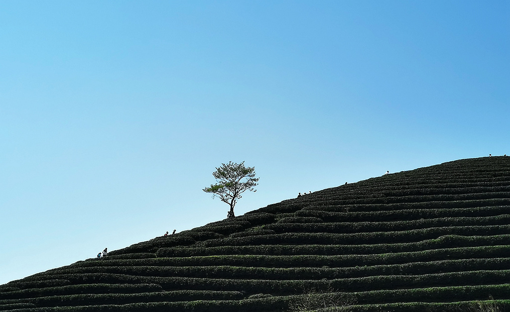 高山茶园 摄影 孤山梅云