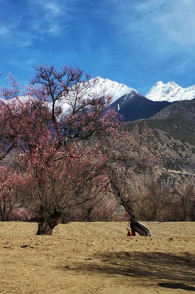 雪花桃花花相映 摄影 gufanyuanyin