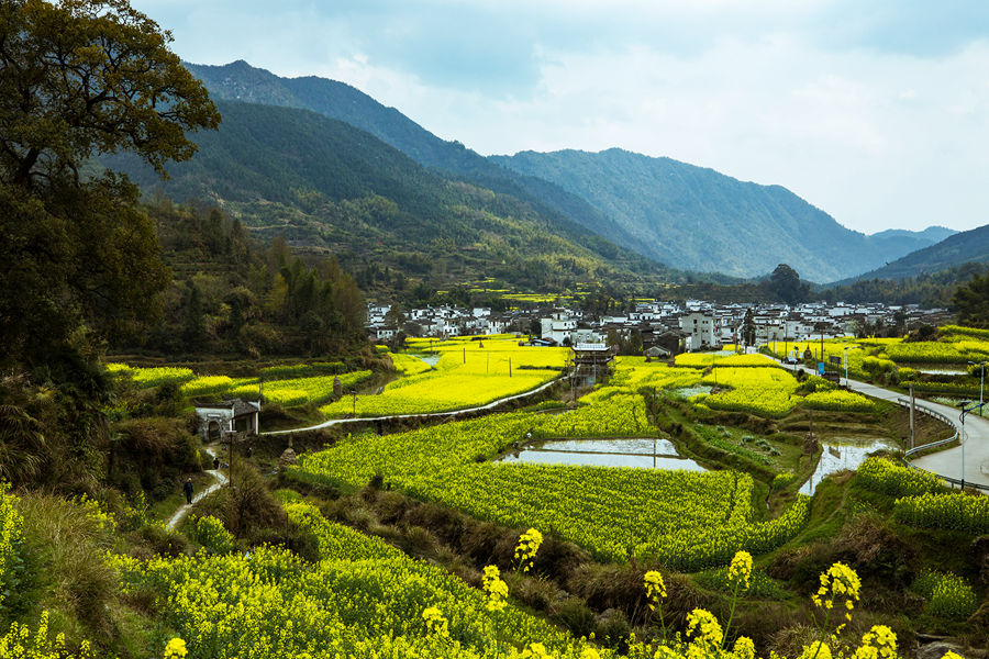 江南春色 摄影 南山老汉