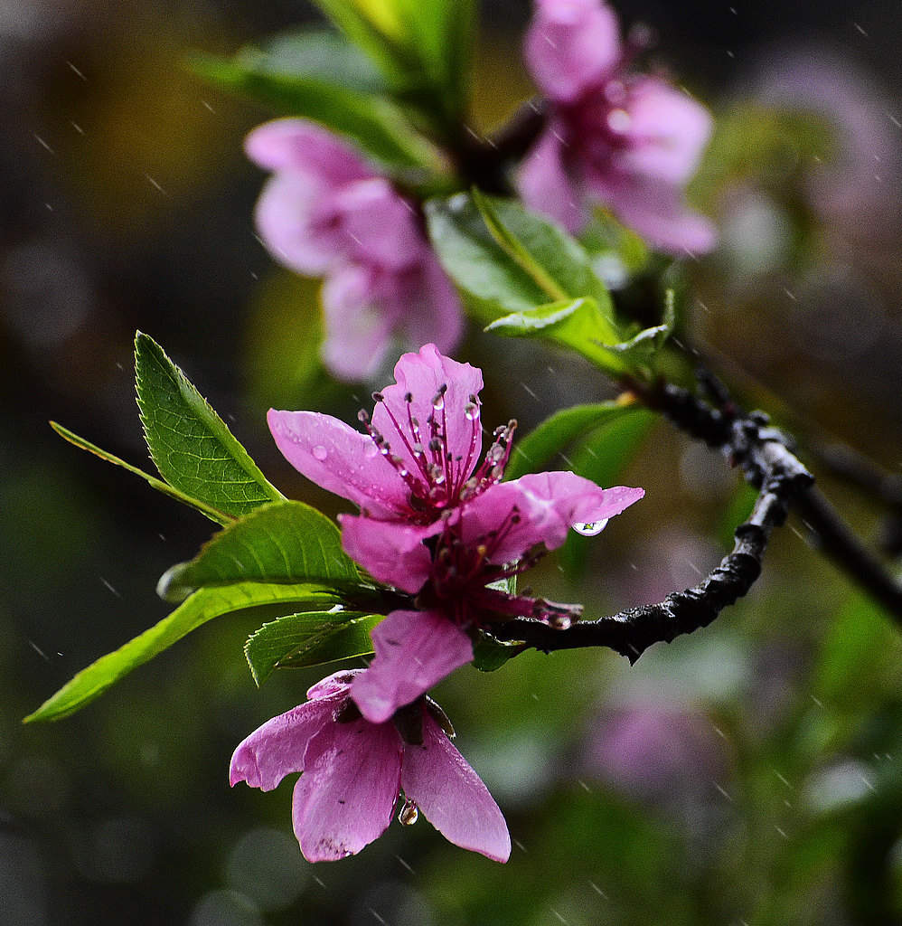 青岛雨中的桃花 摄影 qdzp