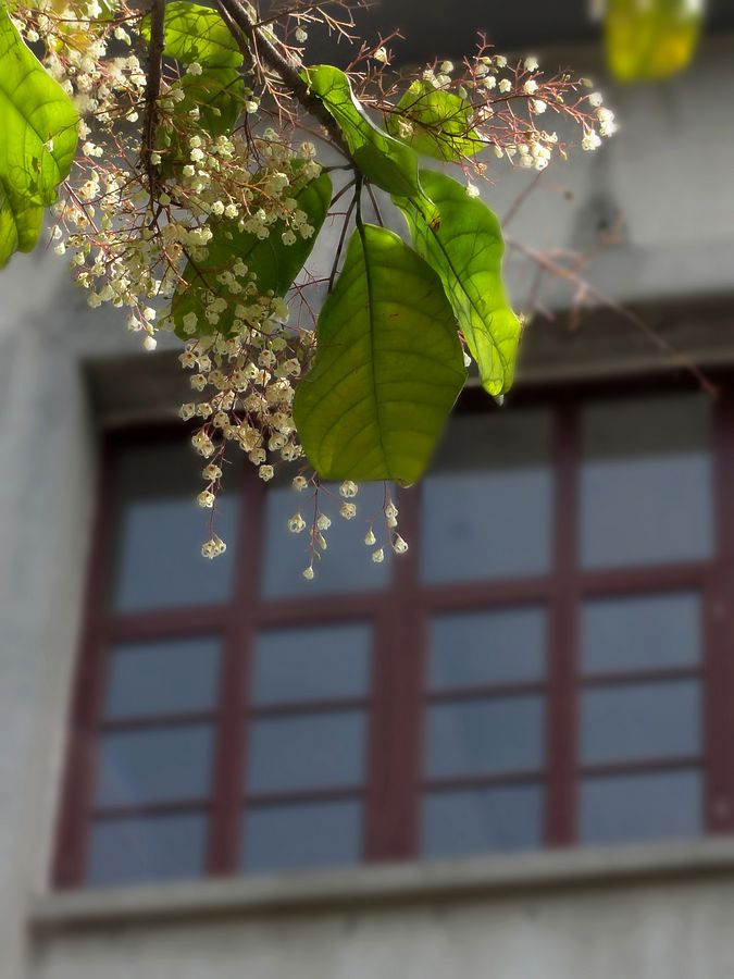 苹婆花 摄影 快乐之斿